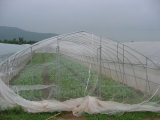 40X25 Mesh White HDPE Insect Nets Agriculture Insect Net