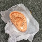 High Quality Life-Size Ear Acupuncture Model for Acupuncture Teaching