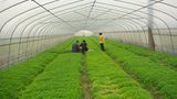 Greenhouse Netting