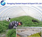 PP Spunbond Nonwoven Fabric Used on Agriculture Protection