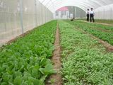 Gardern 5 Years Top Quality Anti Insect Net