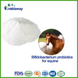Natural Organic Equine Horse Bifidobacterium Probiotics Animal Feed Additive