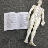 Full Body Muscular Male Mannequin Acupuncture Human Body Model