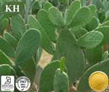 Factory Supply Top Quality Cactus Extract