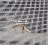 Fiberglass Window Screen and Fiberglass Mosquito Net