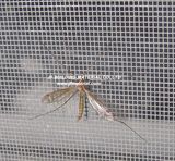 Fiberglass Window Screen and Fiberglass Mosquito Net