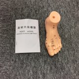 Hot Selling Foot Acupuncture Model