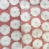 Cotton Voile Embroidery Lace (L5155)