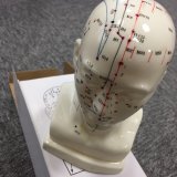 Head Mannequin of Acupuncture Model Studying