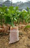 PP Spunbond Nonwoven Fabric for Root Control Nonwoven Bag