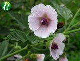 Marshmallow (Althaea) Root Extract 10: 1