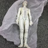 Acupuncture Model for Education Teaching Model