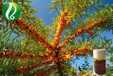 Organic Pure Seabuckthorn Pulp Oil