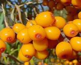 100% Pure Seabuckthorn Pulp Oil