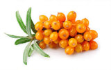 Seabuckthorn Berry Oil Rich in Omega-7 for Nutrition Supplement