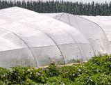 Insect Proof Net
