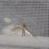 Fiberglass Window Screen, Fiberglass Mosquito/Insect Screen