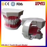 Dental Demonstration Model Baby Toothbrushing Model Hot Sale on