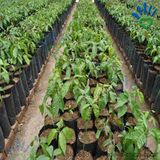 Wholesale Agriculture Plant Fruit Nonwoven Covering Polypropylene Non Woven Fabric
