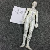 Fully Body Acupuncture Model of Female