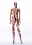 Fashion Cheap Price Good Quality Plastic Chrome Rosegolden Female Mannequin