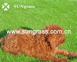 Artificial Turf Carpet Form Sungrass (QDS-HG30)