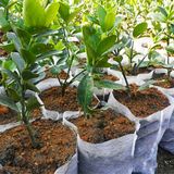 High Quality Disposable PP Spunbond Nonwoven Fabric for Plant Covers