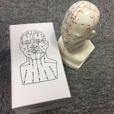 Head Acupuncture Model for Medical Studying