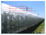 Hot Sale Anti Insect Net, Anti Aphid Net, Insect Net