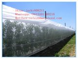 Hot Sale Anti Insect Net, Anti Aphid Net, Insect Net