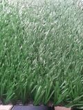 Best Price for Good Quality decoration Artificial Grass Carpet