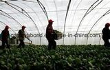 20/10 Mesh Anti Insect Net for Agriculture, Top HDPE Anti Insect Net Quality