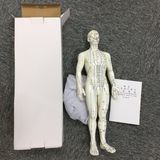 Fully Male's Body Mannequin for Teaching Aids