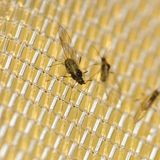 Anti-Insect Net 120GSM 50mesh with UV