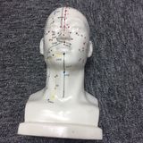 Tcm Realistic Human Head Acupuncture Point Model