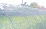 HDPE UV Greenhouse Anti Insect Net, Anti Insect Mesh, Anti-Aphid Net