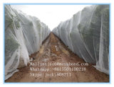 20/30/40/50 Mesh Anti Insect Net for Agriculture, Top HDPE Anti Insect Net Quality