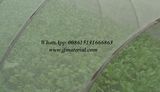 100% HDPE Agriculture Anti Insect Nets