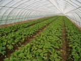 HDPE Anti-Insect Net with UV Treated for Greenhouse