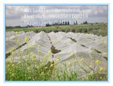 Virgin HDPE Green Vegetable Plants Insect Nets White Fly Net, Anti Aphid Net, Anti Insect Net for Greenhouse