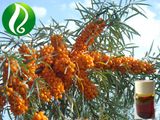 High Omega 7 Organic Seabuckthorn Berry Oil