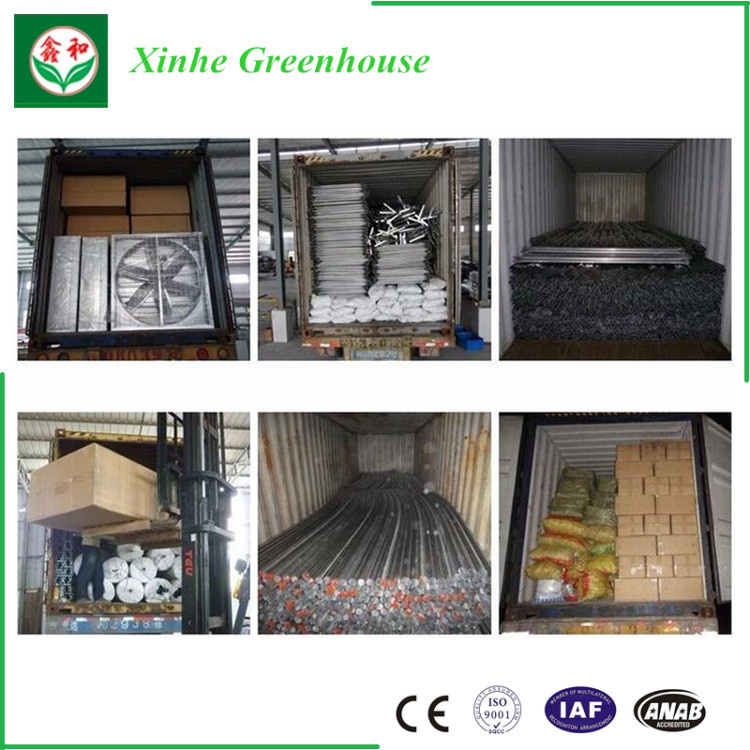 Agriculture Glass Greenhouse for Tomato